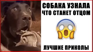 Собака Отец | 25 МИНУТ СМЕХА ДО СЛЕЗ | ЛУЧШИЕ ПРИКОЛЫ МАЙ 2020 |  Выпуск 10