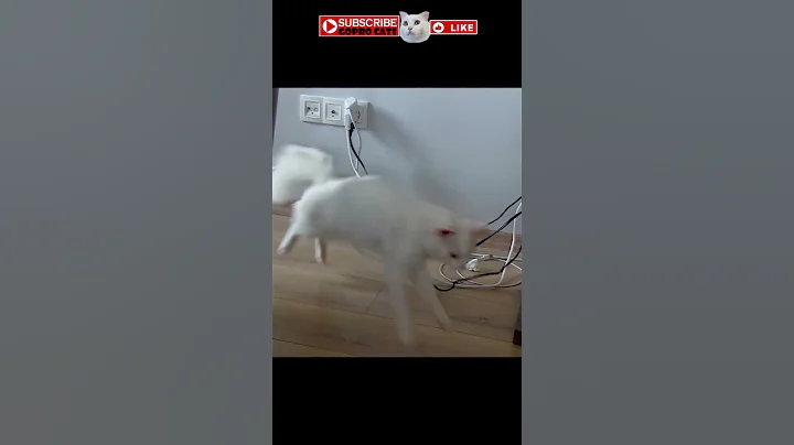 Video 2192601: coon turkish angora manx, turkish angora manx cat, cornish rex manx cat, angora manx cat munchkin, rex manx cat american, american bobtail siamese cat, curl american bobtail siamese, maine coon turkish angora, white cat