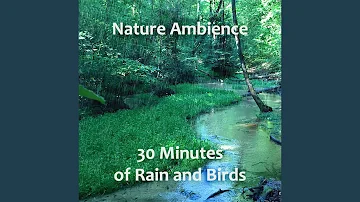 Rain and Birds Nature Ambience (Rain, Ambience, Forest, Birds, Nature Sound, Wind, Weather,...