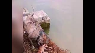 Brave dog jumped into the water to save the kitten