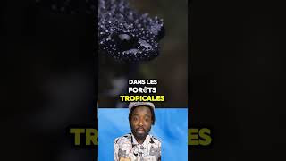 Une Grenouille Unique En Son Genre