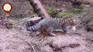 Building the trust of a wildcat