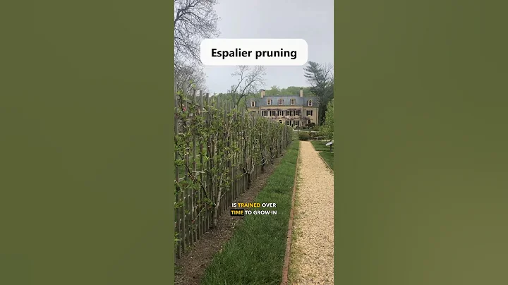 Pruning your Trees in 3 Unique Ways!