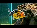Meet my goldfish,  I have one Ranchu Goldie. watch and see what else.