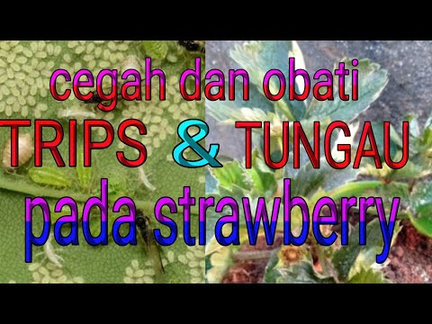 Video: Thrips Pada Stroberi (11 Foto): Bagaimana Cara Menangani Thrips Pada Stroberi Kebun? Tanda Dan Pengobatan, Obat Terbaik. Metode Pencegahan