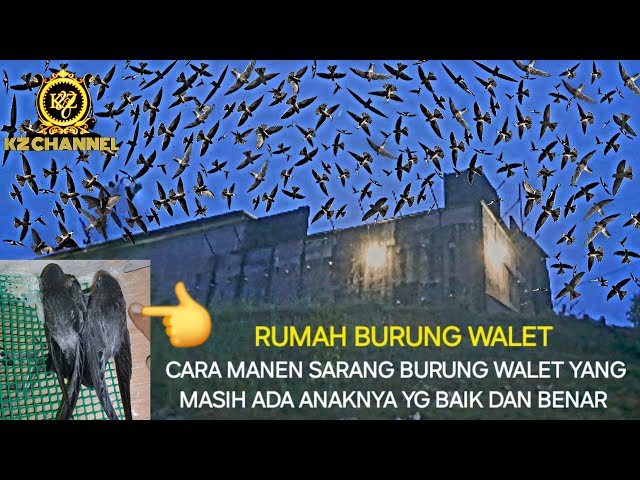 rumah burung walet || cara manen sarang masih ada anaknya yang baik dan benar || class=