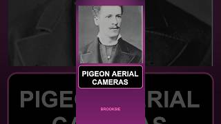 When Pigeons Took Aerial Photos Before Aeroplanes