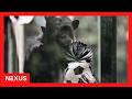 FIFA World Cup Fever Hits Oakland Zoo as Chimpanzees Celebrate Tournament Countdown
