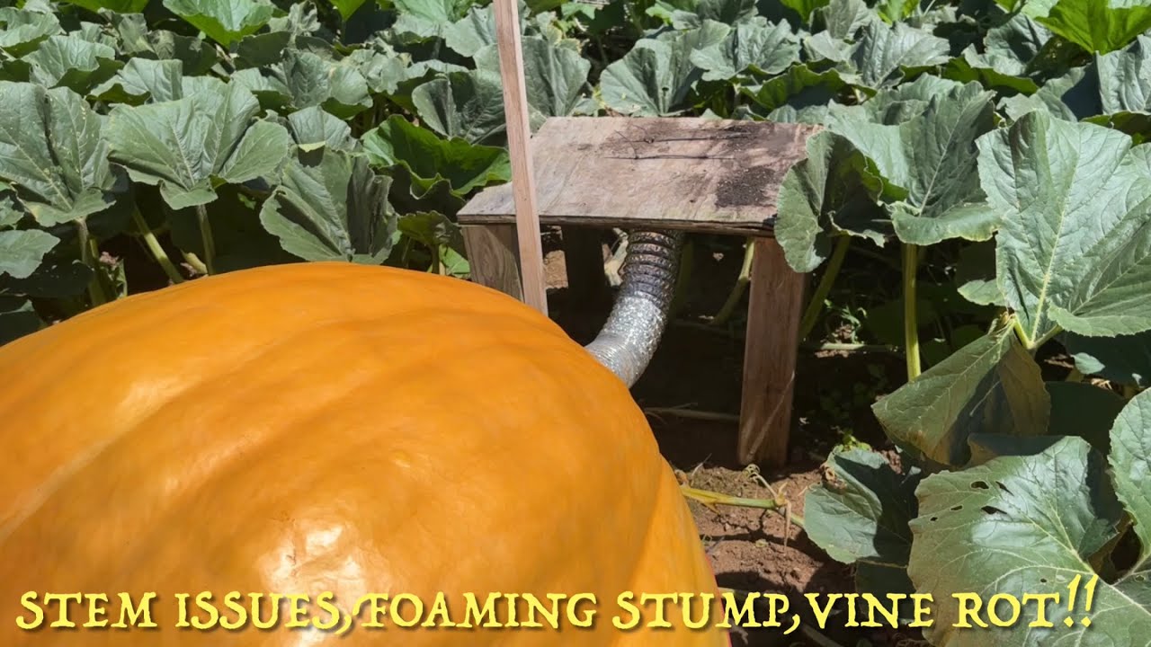 How to fix stem cracks/splits, foaming stump & vine rot on Giant Pumpkins! YouTube