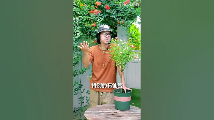这款荷花花型的丰花微月-天荷，推荐给大家~ - 天天要闻