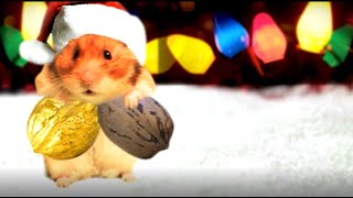'Joy to the World'   'Joy to My Nuts' Hamster Music Video   The Talking Hamster 2 screenshot 4