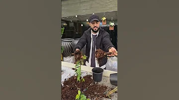 سبب تعفن النباتات اشترك بل قناة وفعلو الجرس ليصلكم كل جديد اكسبلور اشجار العراق Plants نباتات 