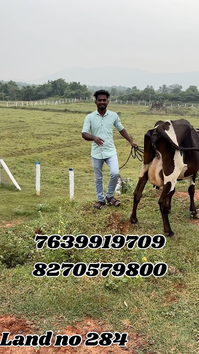 நத்தம் கோசுக்குறிச்சி,  2.5 ஏக்கர், 25,000/- ஒரு சென்ட்,  7639919709,8270579800