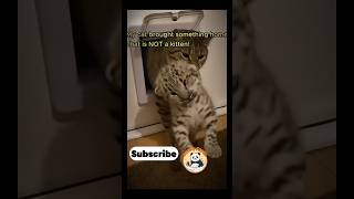 My Cat Brought Home A Snow Leopard Cub #SnowLeopard #WildAtHome #phonkenergy