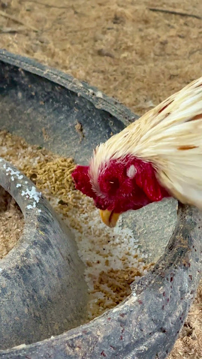 Action Roster Eating Rice Small In Container .