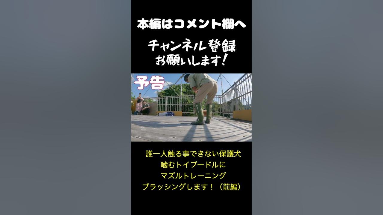 誰一人触る事できない保護犬噛むトイプードルにマズルトレーニング ブラッシングします 前編 Shorts Youtube