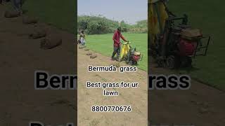 grass#bermuda419 grass#carpet grass roll#lawn grass#garden grass#natural grass#greengrass 8800770676