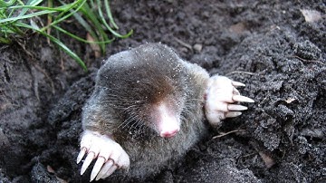 La Thiérache - De Heg op slot #2