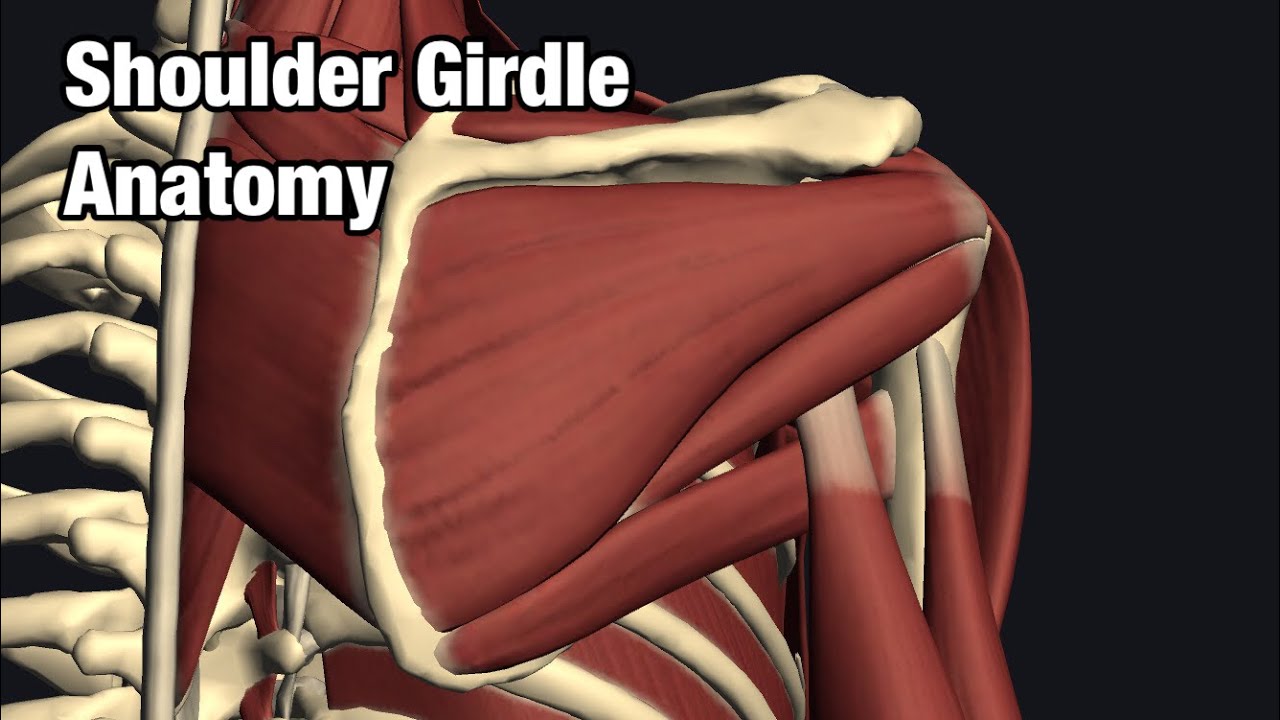 Muscles of shoulder girdle YouTube