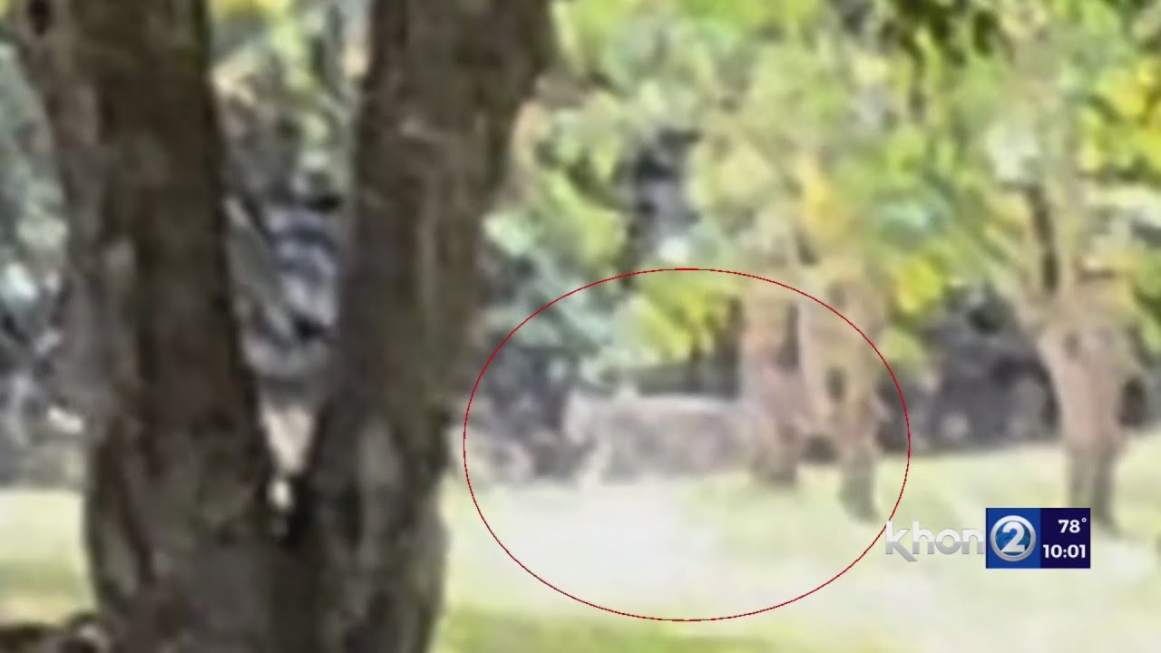 Mysterious wildcat sighting reported in Hawaii