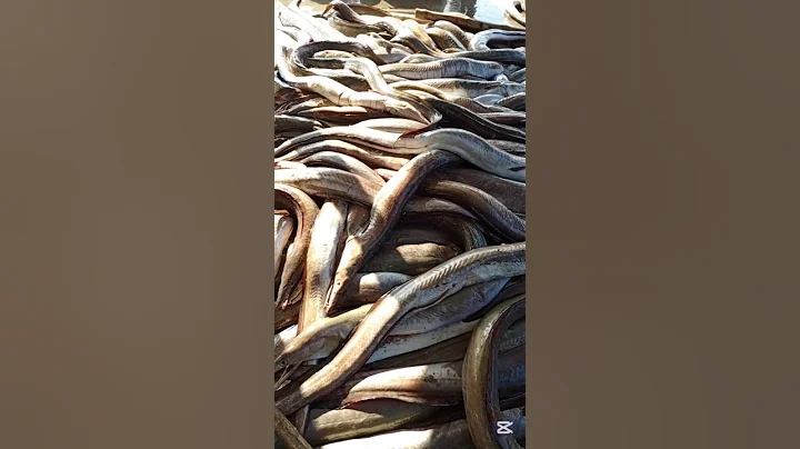 Amazing fish video 🐟 #shorts#shortsvideo #shortsfeed #foryou #foryoupage #viralvideo #fish #amazing