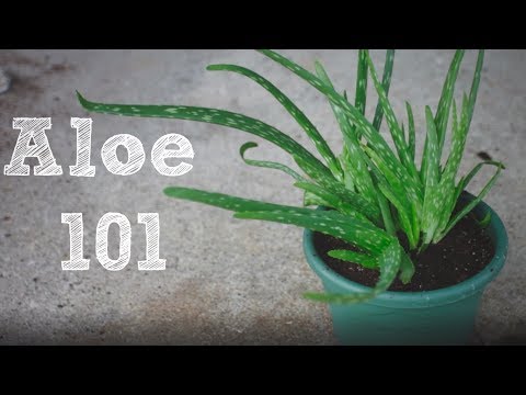 Video: How To Transplant Aloe? Transplanting A Shoot Or Flowering Aloe Into Another Pot Step By Step At Home