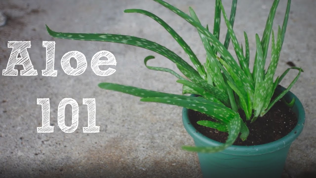 How To Repot An Aloe Vera Plant Aloe 101 Youtube