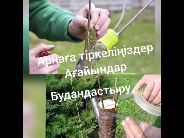 Үш қыз фаллус порносы бар Телефоныңыздағы секс Хоникс