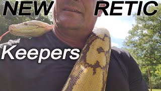 Interviews With New Reticulated Python Keepers; Experiences Getting Started.