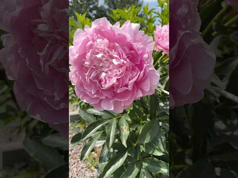 Пион Pink Giant #gardenplants #цветы #пионы #мойсад #сад #shorts #peony