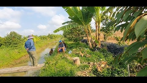 CÁCH XỬ LÝ SẦU RIÊNG NGẬP ÚNG THÚI RỄ