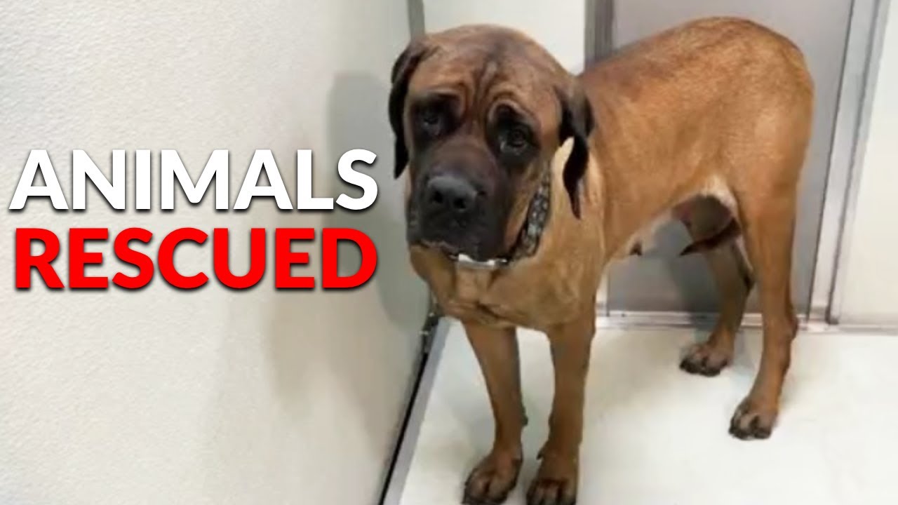 ⁣43 animals rescued after found living in deplorable conditions at Warren home