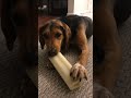 Gracie the Greek Hare-hound loving her bone🦴