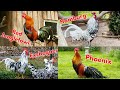 Compilation top 20 of the most beautiful roosters of various chicken breeds crowing brahma serama