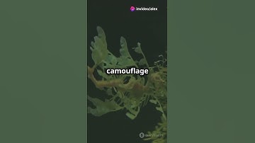 invideo ai 1080 Discover the Mysterious Giant Kelpfish! 2024 09 09