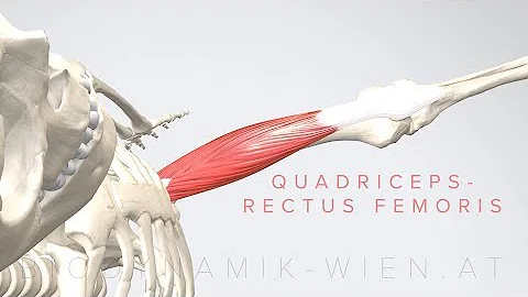 Quadriceps  Rectus Femoris  (3D Animation)
