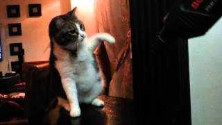 Cat feeling fierce , manis fighting with drill gun by Lina Waree 1,432 views 9 years ago 34 seconds