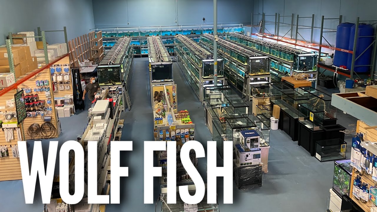 About Aquarium Fish Depot - San Diego Fish Store