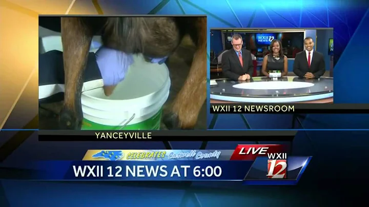 Celebrate Caswell County: Veronica milks a goat!