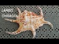 Sea shellconcha lambis chiragra