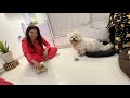 CHERRY reacts to Jumping DOG | Ss vlogs :-)
