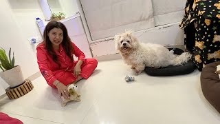 CHERRY reacts to Jumping DOG | Ss vlogs :)