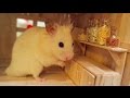 Tiny Hamster in his Tiny Kitchen I