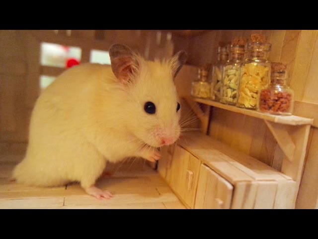 Tiny Hamster in his Tiny Kitchen