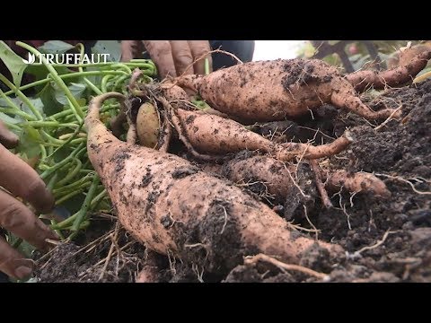 Comment Recolter Des Patates Douces Jardinerie Truffaut Tv