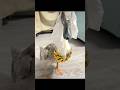 Duck toy #duck #toys #adorably #funny #animals #interesting