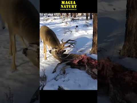 Wideo: Dlaczego akcje jeleni spadają?