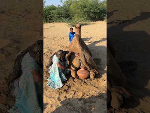 فتاة تكتشف شيئ ا غريب ا بين ظهر الجمل