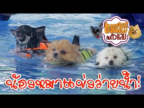 น้องหมาแข่งว่ายน้ำ ฮาระเบิด!! - ตะลอนทัวร์กับตัวแสบ - swimming championship!!!