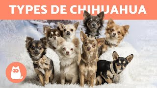 Types de CHIHUAHUA  Caractéristiques et Noms